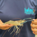 San Juan cuenta con el primer laboratorio de producción de camarones en Bolivia