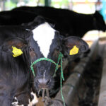 Arranca Agropecruz 2026 con la exibición de 420 bovinos cebuinos entre otros ejemplares