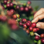 Buena Vista invita a disfrutar el Vigésimo Festival Nacional del Café